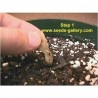Price: €9.95 - Semillas de Plumeria "THREE KINGS" -  - 2