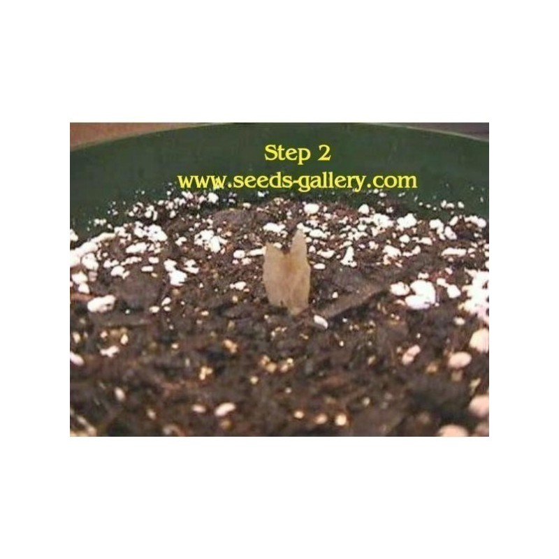 Price: €9.95 - Semillas de Plumeria "THREE KINGS" -  - 3