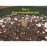 Price: €9.95 - Plumeria Seme "THREE KINGS" - 