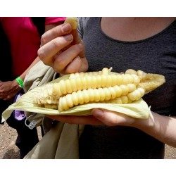 Semillas Maiz Blanco Gigante del Cuzco