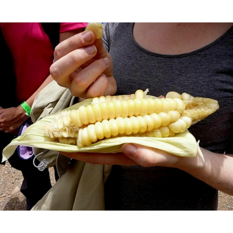 Price: €2.25 - Seme dzinovskog kukuruza Cuzco - Cusco - 