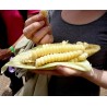 Price: €2.25 - Cuzco - Cusco Världens största jätte frön - 