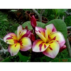 Semillas de Plumeria "THREE KINGS"