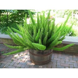 Price: €2.75 - Semi di Asparagus densiflorus 'Sprengeri' - 