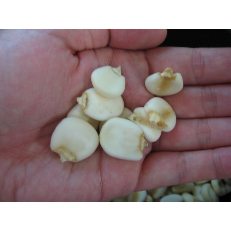 Price: €2.25 - Cuzco - Cusco Världens största jätte frön - 