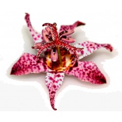 Semillas de Toad Lily