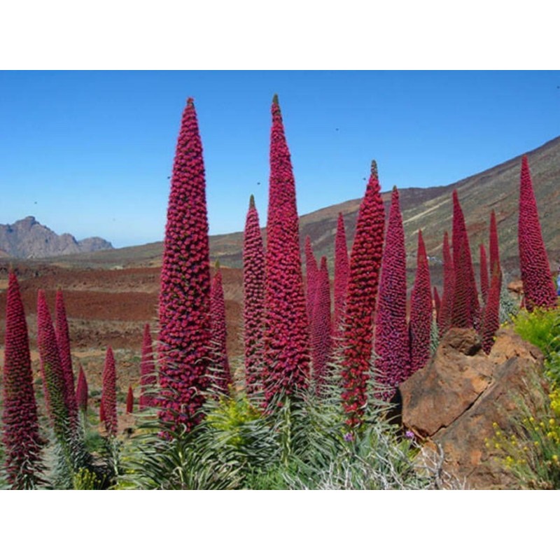 Price: €2.5 - Sementes de Tower of Jewels vermelho (Echium wildpretii) - 