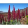 Price: €2.5 - Sementes de Tower of Jewels vermelho (Echium wildpretii) - 