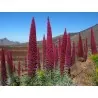 Tower of Jewels Red Seeds (Echium wildpretii)