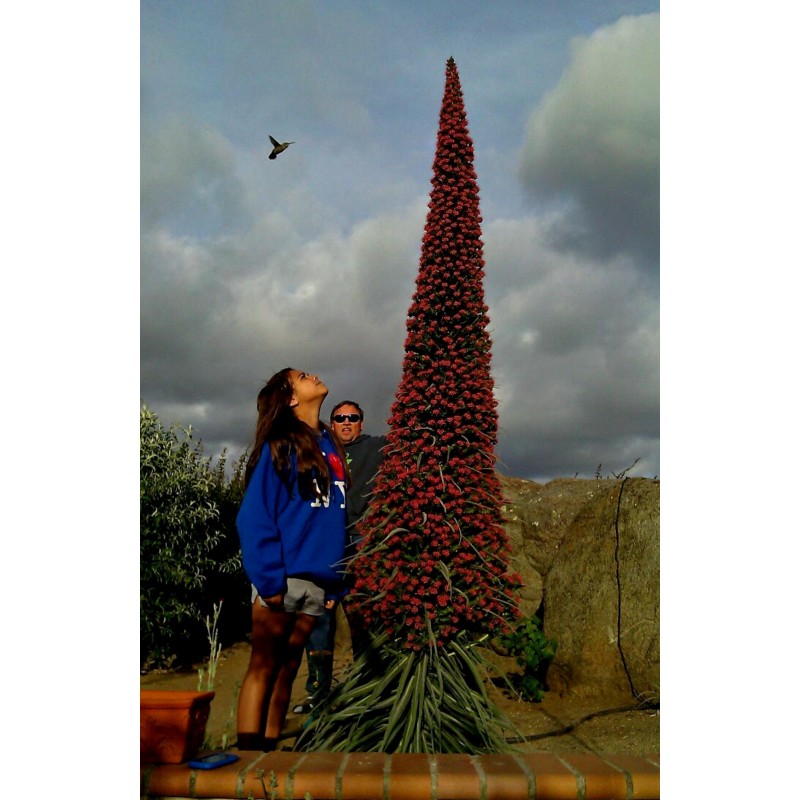 Price: €2.5 - Sementes de Tower of Jewels vermelho (Echium wildpretii) - 