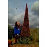 Price: €2.5 - Sementes de Tower of Jewels vermelho (Echium wildpretii) - 