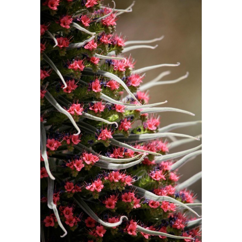 Price: €2.5 - Sementes de Tower of Jewels vermelho (Echium wildpretii) - 