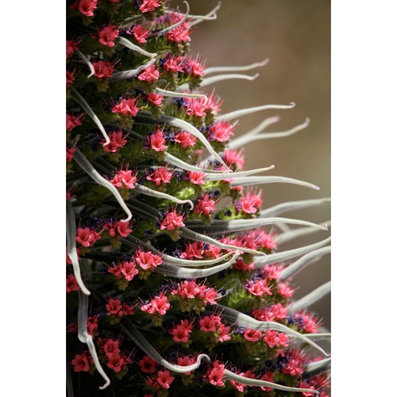 Toranj Dragulja Crveni Seme (Echium wildpretii)