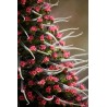 Price: €2.5 - Sementes de Tower of Jewels vermelho (Echium wildpretii) - 