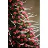 Tower of Jewels Red Seeds (Echium wildpretii)