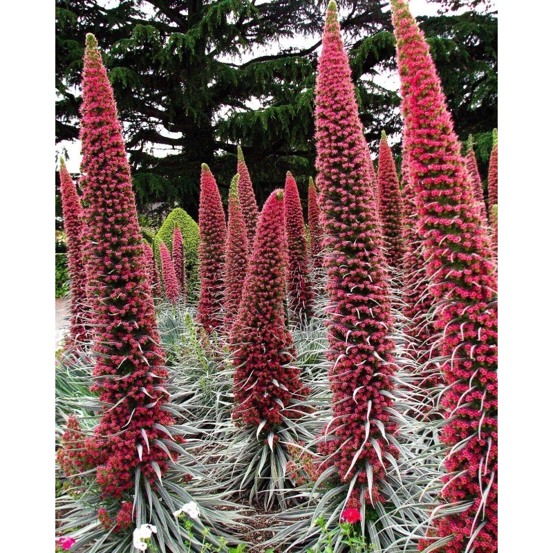 Price: €2.5 - Sementes de Tower of Jewels vermelho (Echium wildpretii) - 