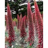 Price: €2.5 - Sementes de Tower of Jewels vermelho (Echium wildpretii) - 