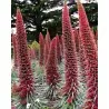 Tower of Jewels Red Seeds (Echium wildpretii)