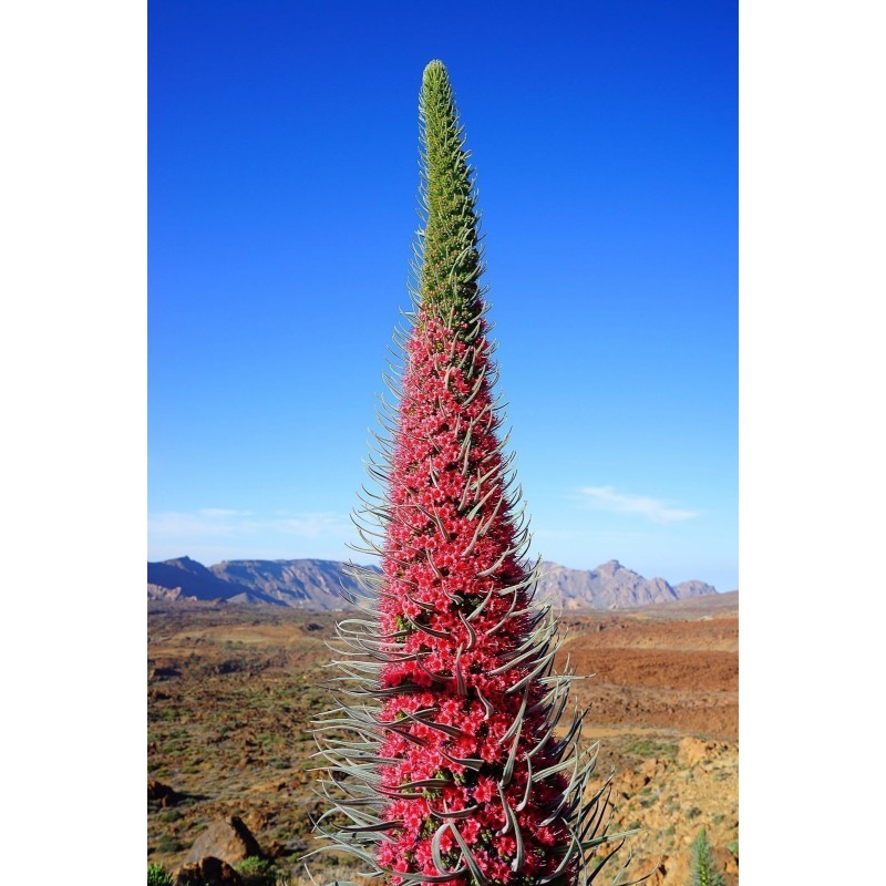 Price: €2.5 - Sementes de Tower of Jewels vermelho (Echium wildpretii) - 