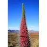 Jättesnokört röd Frön (Echium wildpretii)
