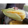 Price: €2.25 - Seme dzinovskog kukuruza Cuzco - Cusco - 
