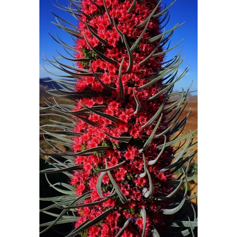 Jättesnokört röd Frön (Echium wildpretii)