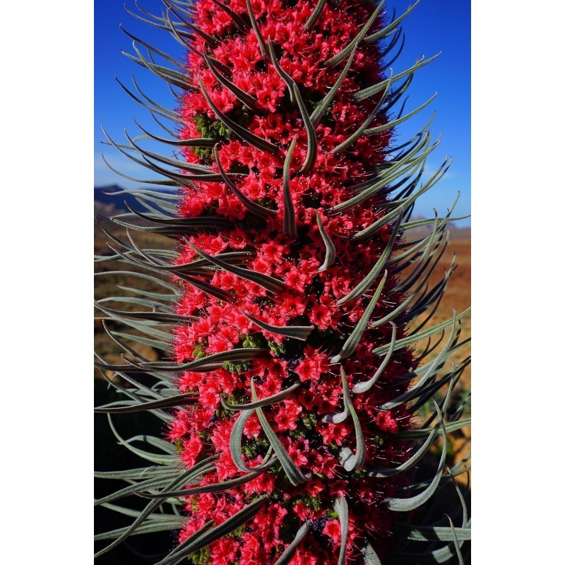 Price: €2.5 - Sementes de Tower of Jewels vermelho (Echium wildpretii) - 
