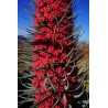 Price: €2.5 - Sementes de Tower of Jewels vermelho (Echium wildpretii) - 