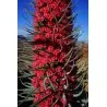 Tower of Jewels Red Seeds (Echium wildpretii)
