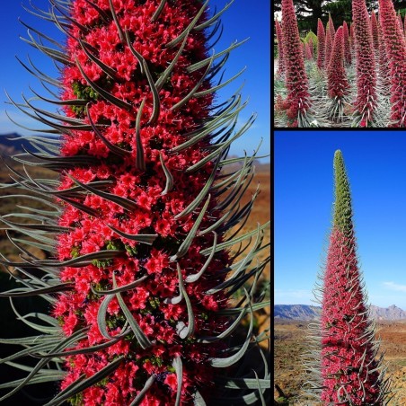 Toranj Dragulja Crveni Seme (Echium wildpretii)