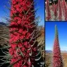 Jättesnokört röd Frön (Echium wildpretii)