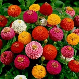 Zinnia Tall Seeds - 1.35