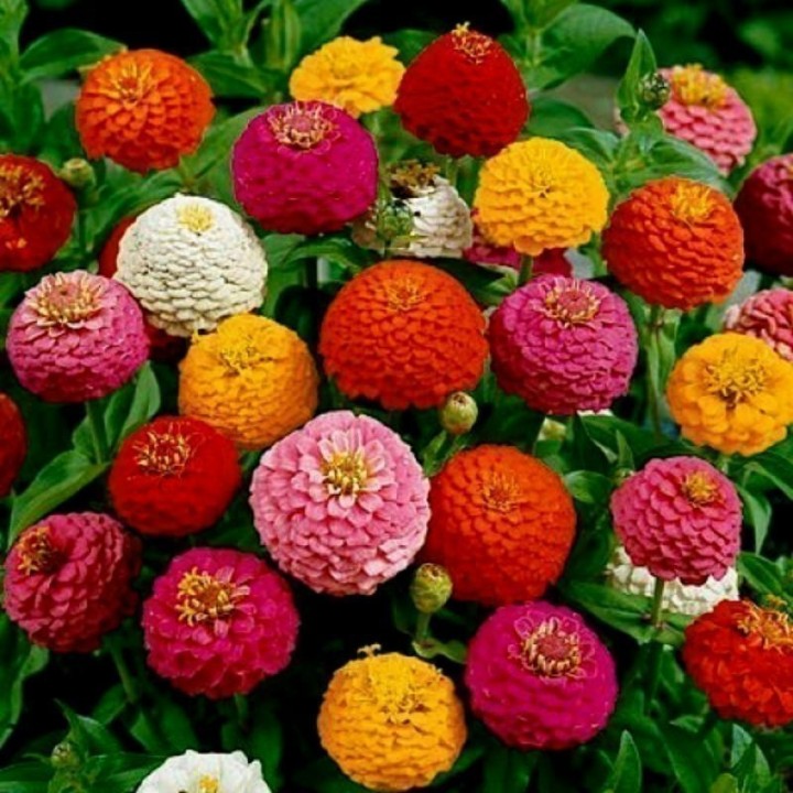 Zinnia Tall Seeds - 1.35