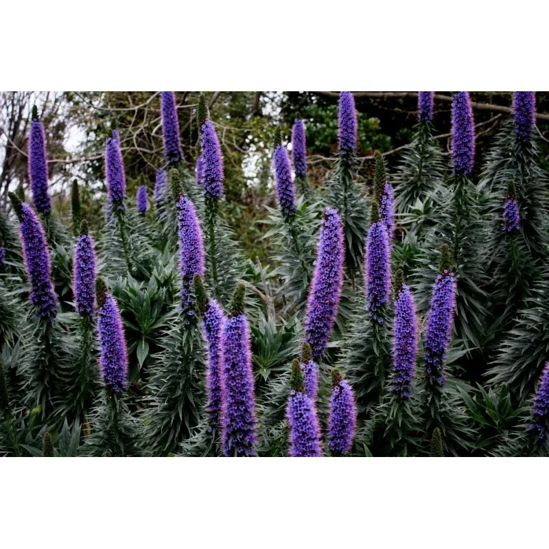 Tree Echium, Pine Echium Seeds (Echium pininana)