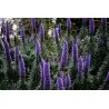 Sementes Echium Gigante, Árvore De Echium (Echium pininana)