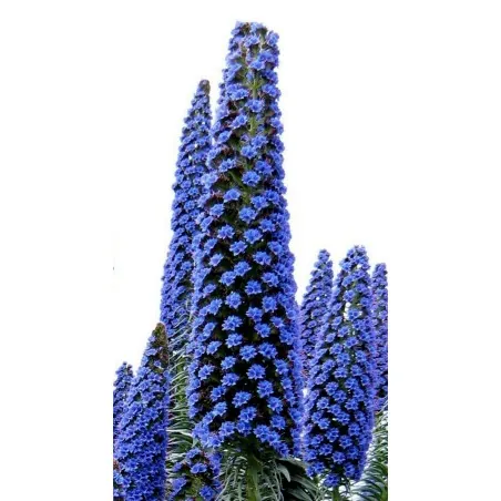 Tree Echium, Pine Echium Seeds (Echium pininana)