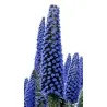 Tree Echium, Pine Echium Seeds (Echium pininana)