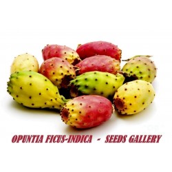 Semillas de Chumbera, Tuna, Nopal (Opuntia Ficus-Indica)