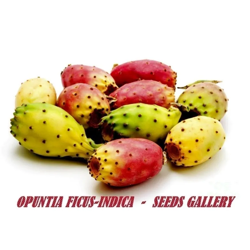 Semi di fico d'India (Opuntia Ficus-Indica)