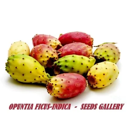 Sementes de Figo do Diabo (Opuntia Ficus-Indica)