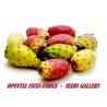 Price: €2.25 - Kaktus seme Opuncija, Indijska Smokva (Opuntia Ficus-Indica) - 
