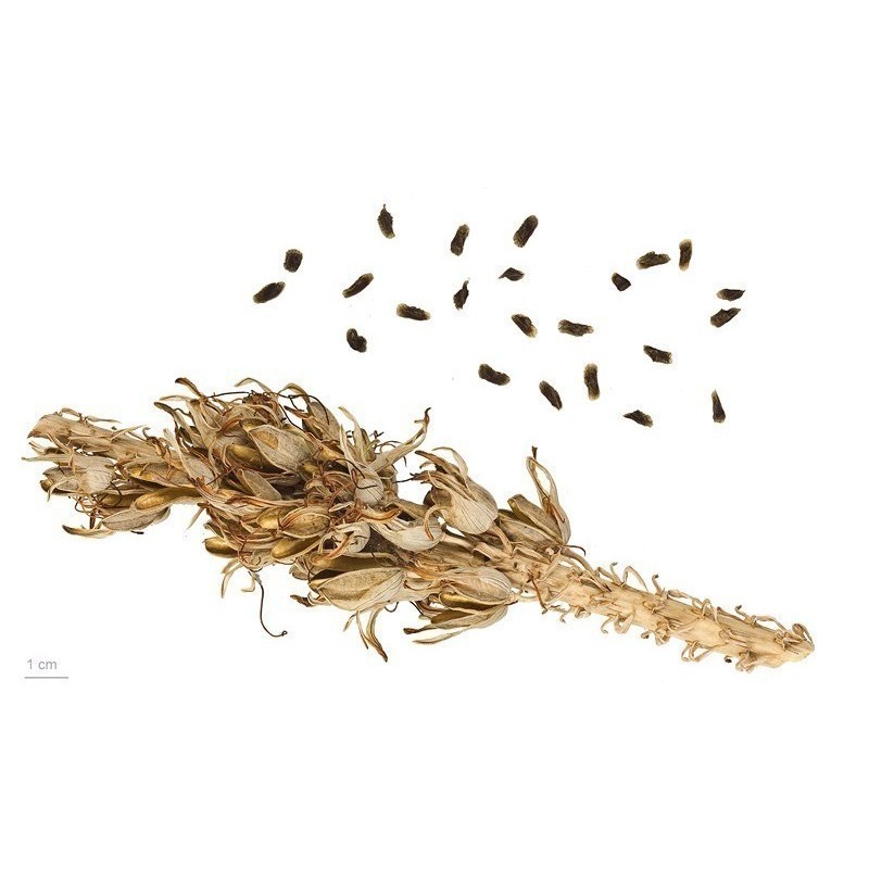 Sementes de Babosa, Aloe vera,