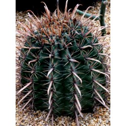 Seme kaktusa Ferocactus Peninsulae