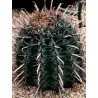 Ferocactus Peninsulae Seeds