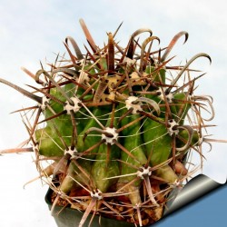 Ferocactus peninsulae Frön