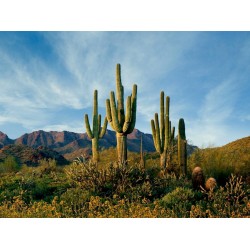 Semillas de Cactus Saguaro o Sahuario