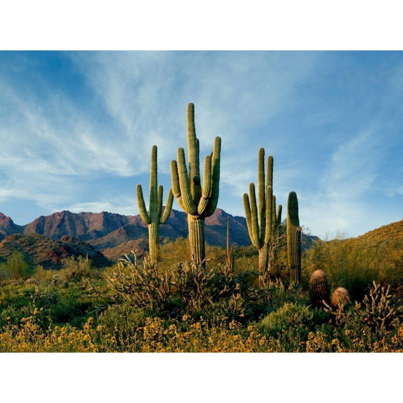 Κάκτος Σπόροι Saguaro (Carnegiea gigantea)