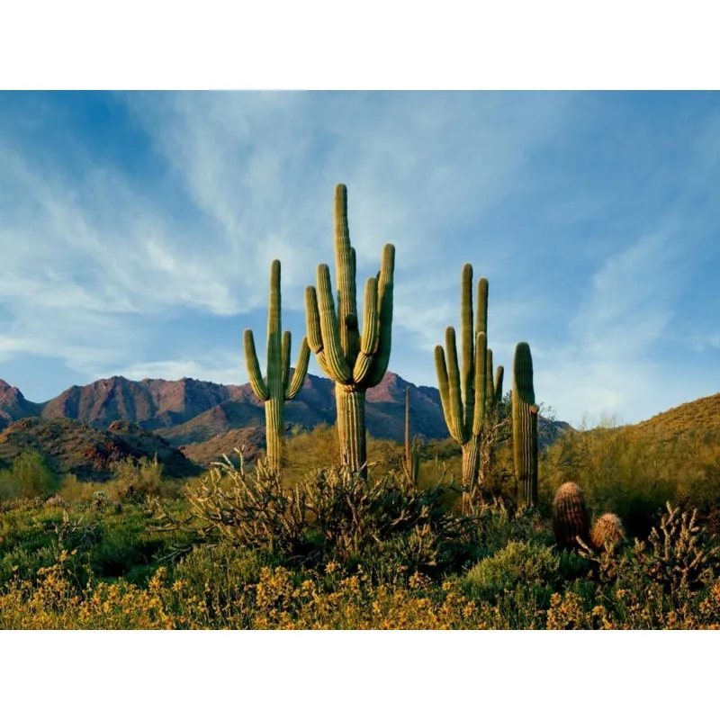 Semillas de Cactus Saguaro o Sahuario (Carnegiea gigantea)