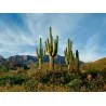 Semillas de Cactus Saguaro o Sahuario (Carnegiea gigantea)