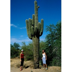 SEEDVALLEY Carnegiea gigantea Saguaro Graines rares Graines de Cactus 